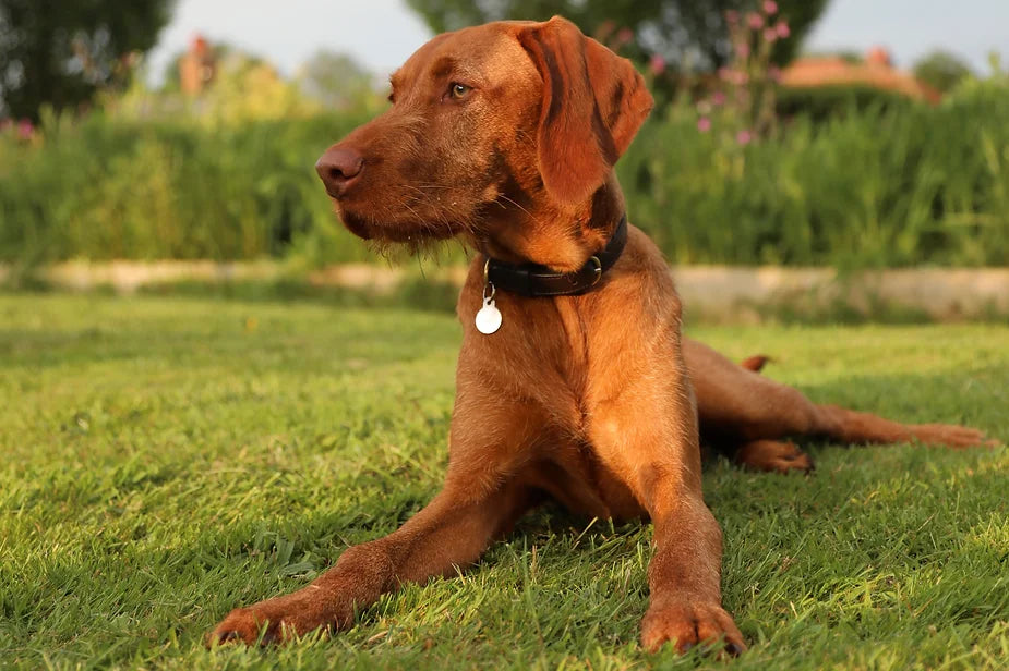 Yogi (The Wirehaired Vizsla) at 33 weeks