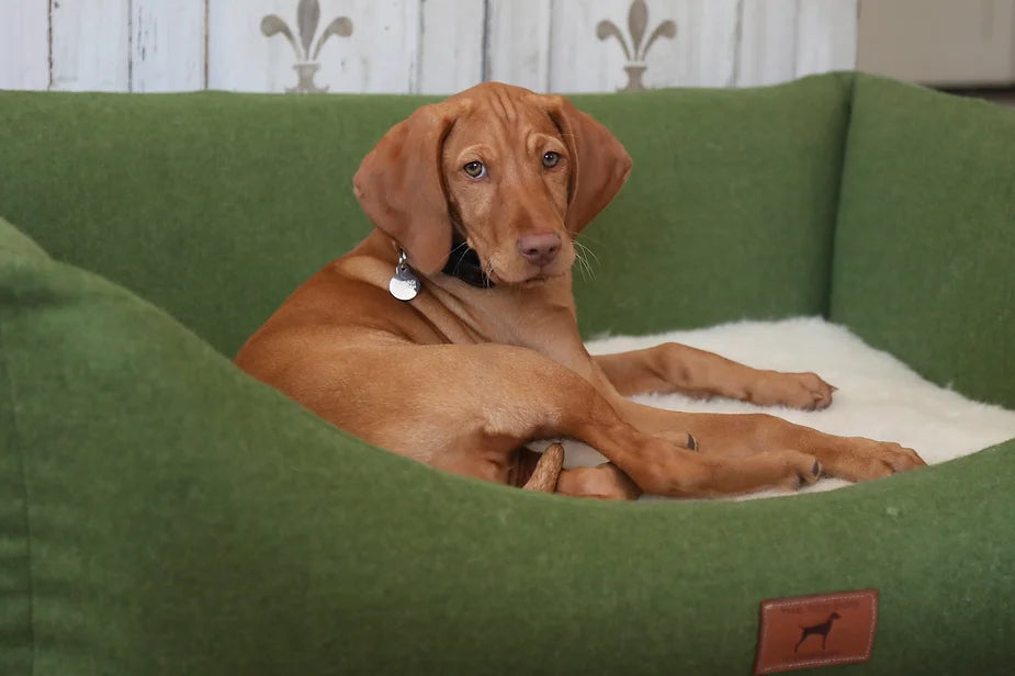 Islay The 13 Week Old Vizsla
