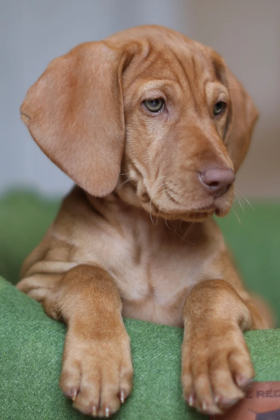 Islay The 9 Week Old Vizsla