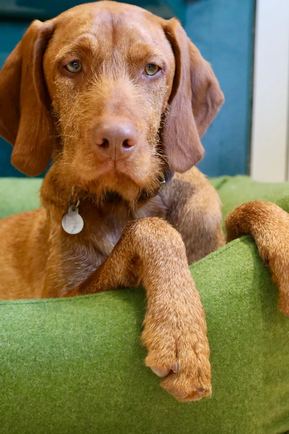 Wire vizsla best sale