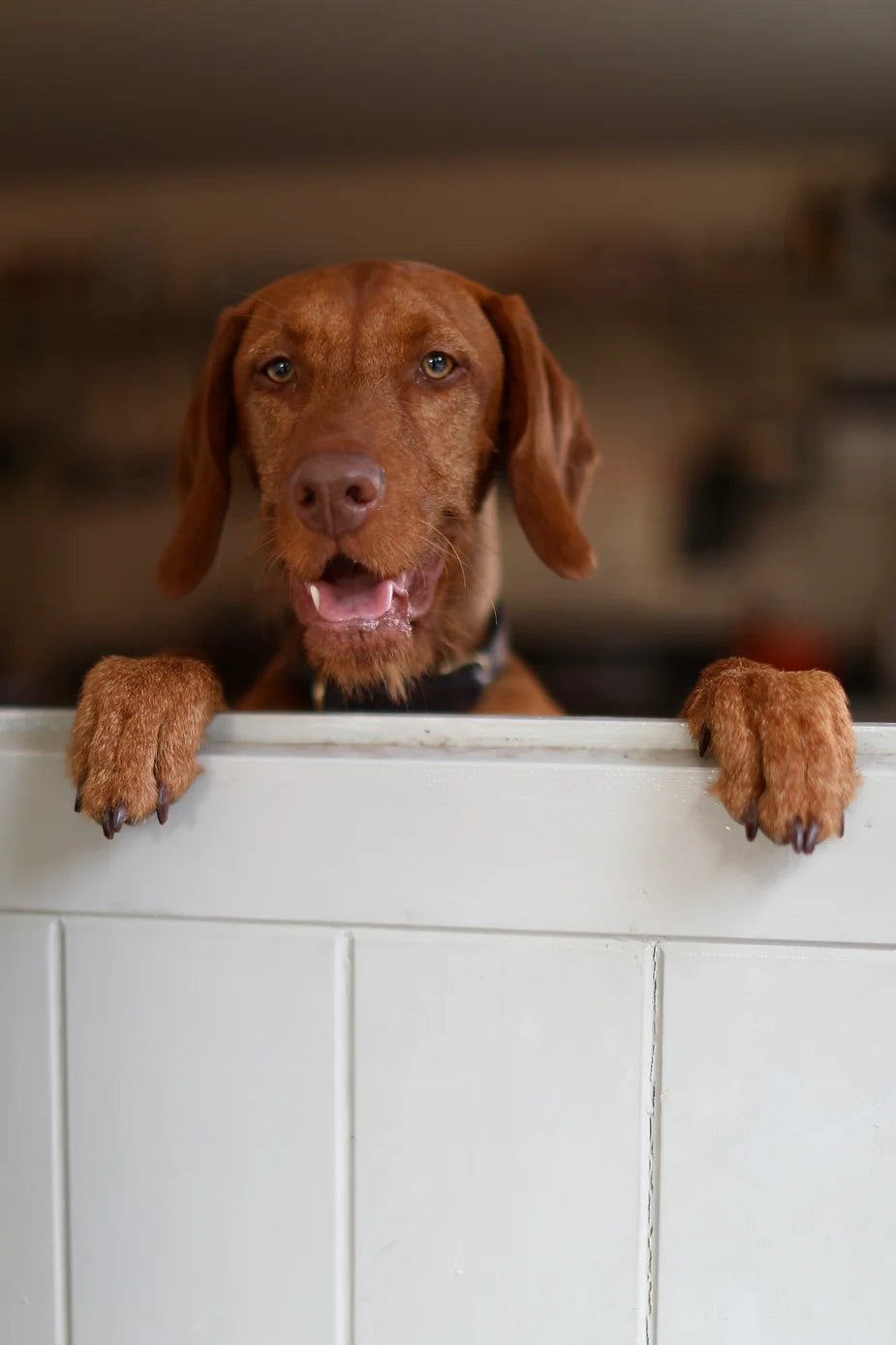 Yogi (The Wirehaired Vizsla) at 35 weeks