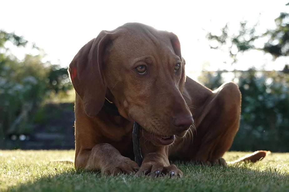Islay The 19 Week Old Vizsla