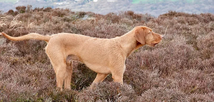 Grouse Pointing