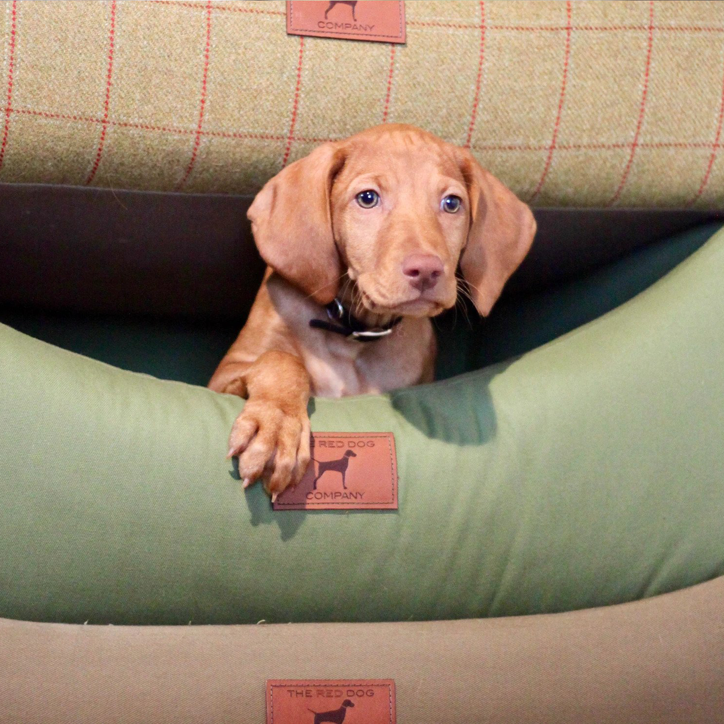 How Big Will My Puppy Get?