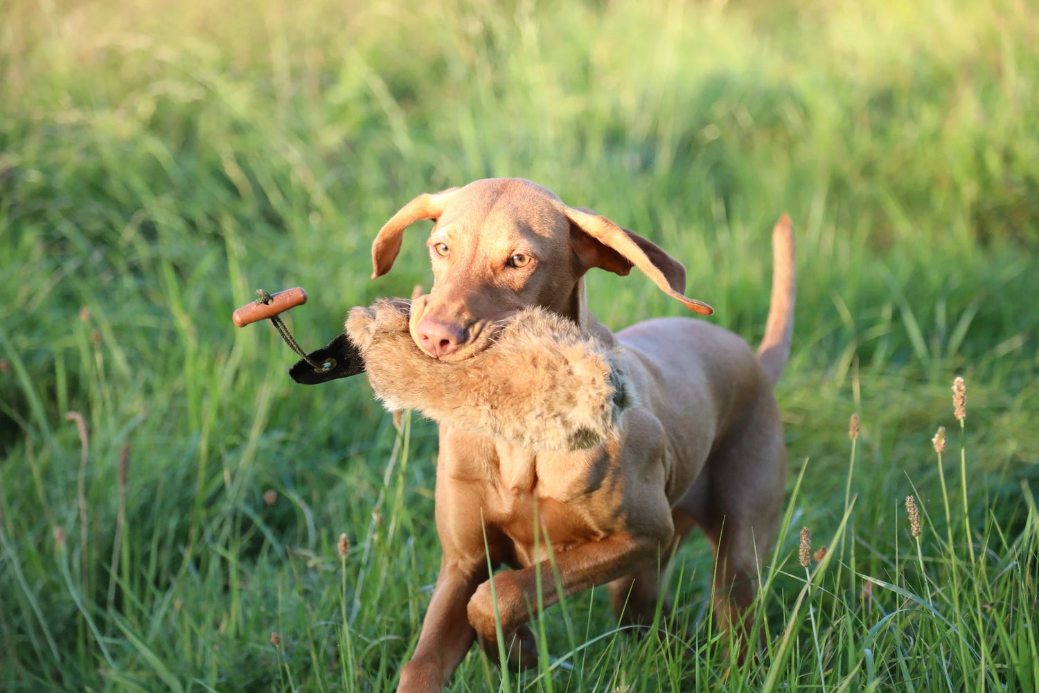 Islay The 24 Week Old Vizsla