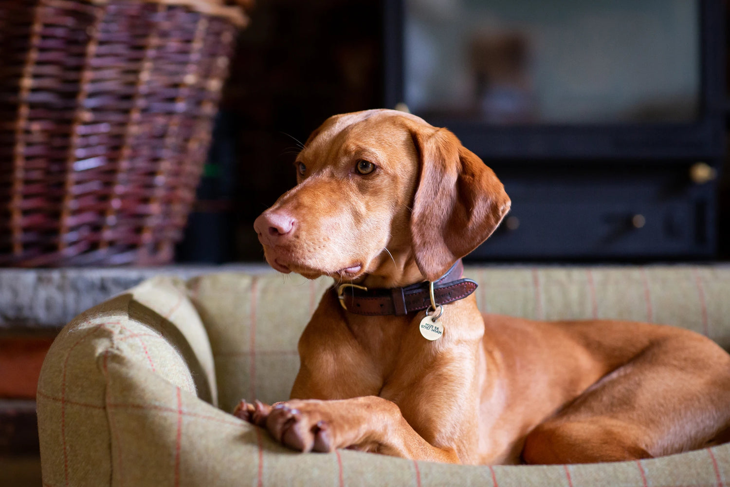 Islay The 10 Month Old Vizsla