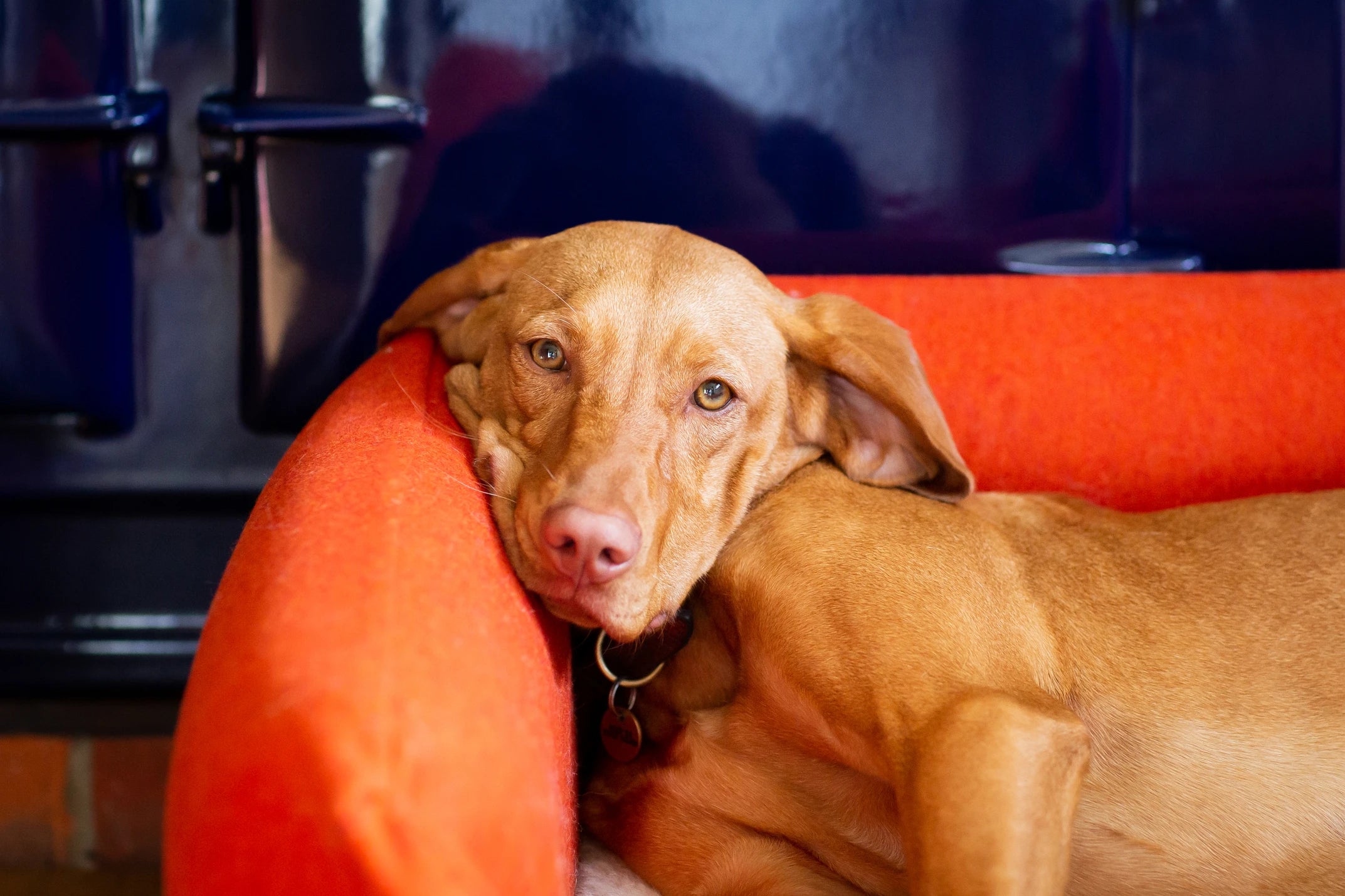 Islay The 7 Month Old Vizsla