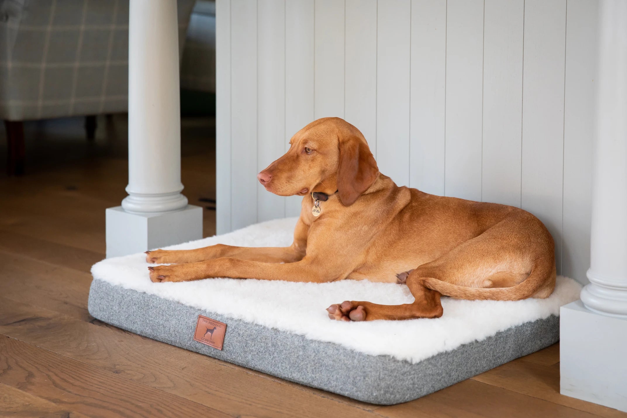 Islay The 8 Month Old Vizsla