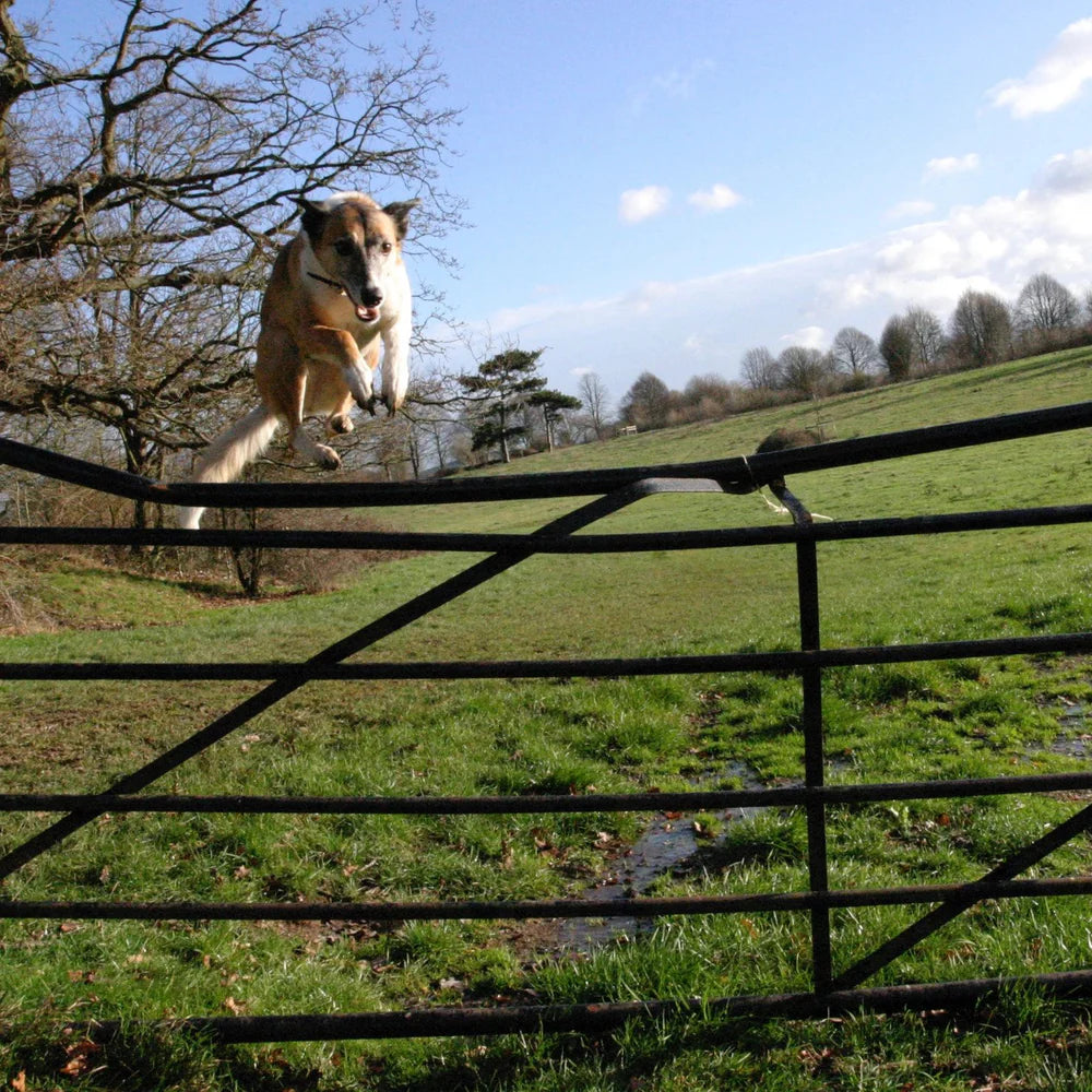 Adder Bites in Dogs