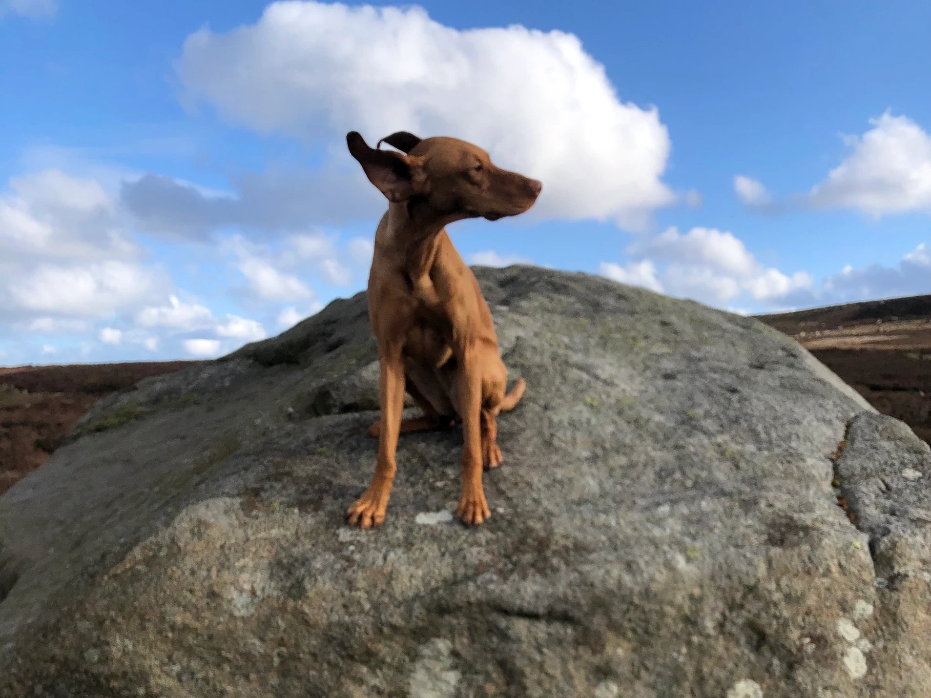 A windy weekend pointing grouse