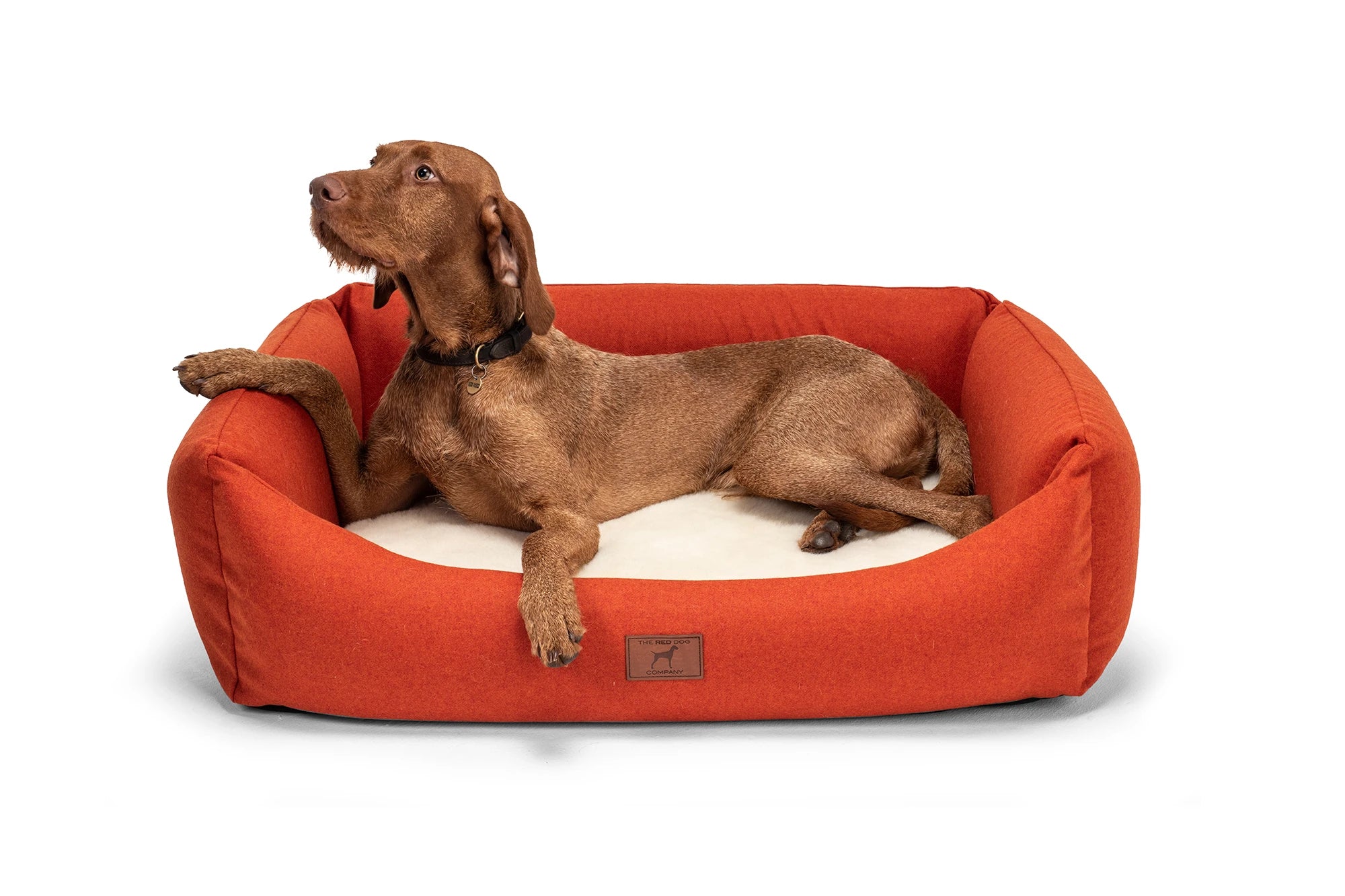 Yogi (The Wirehaired Vizsla) at 14 months