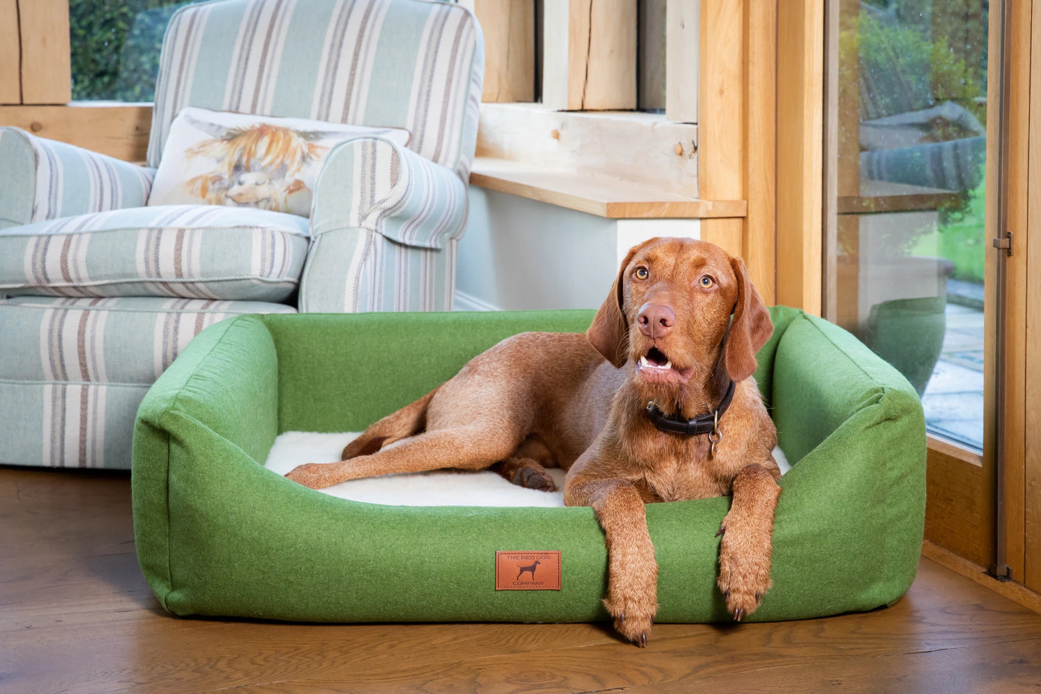 Yogi (The Wirehaired Vizsla) at 16 months