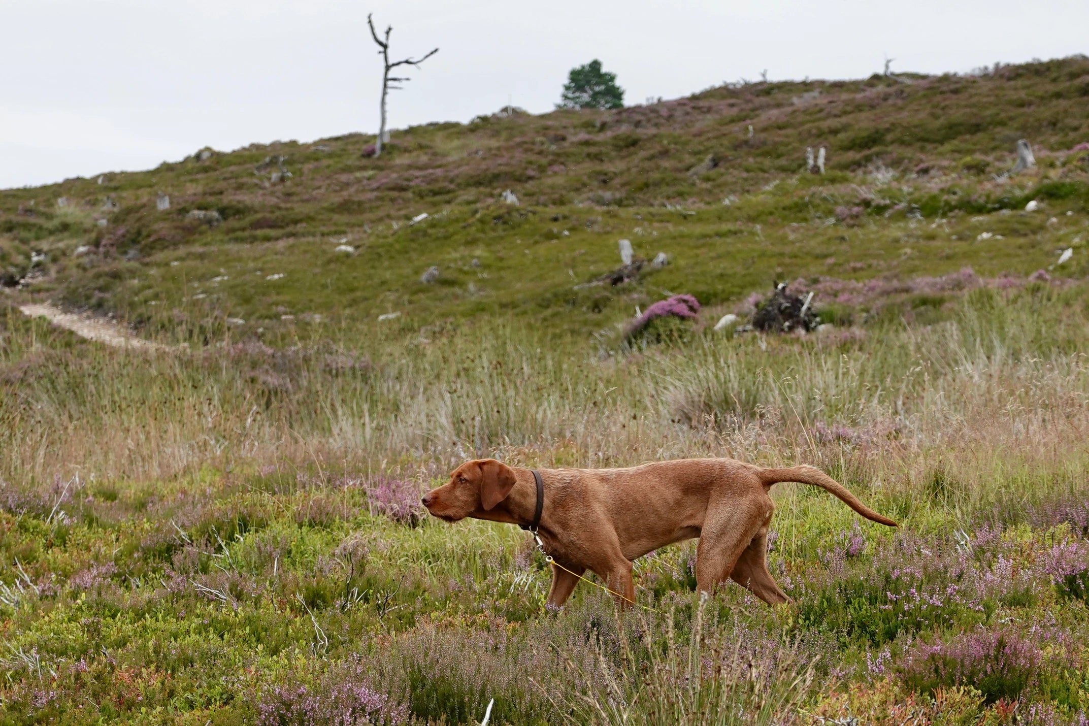 Yogi (The Wirehaired Vizsla) at 45 weeks