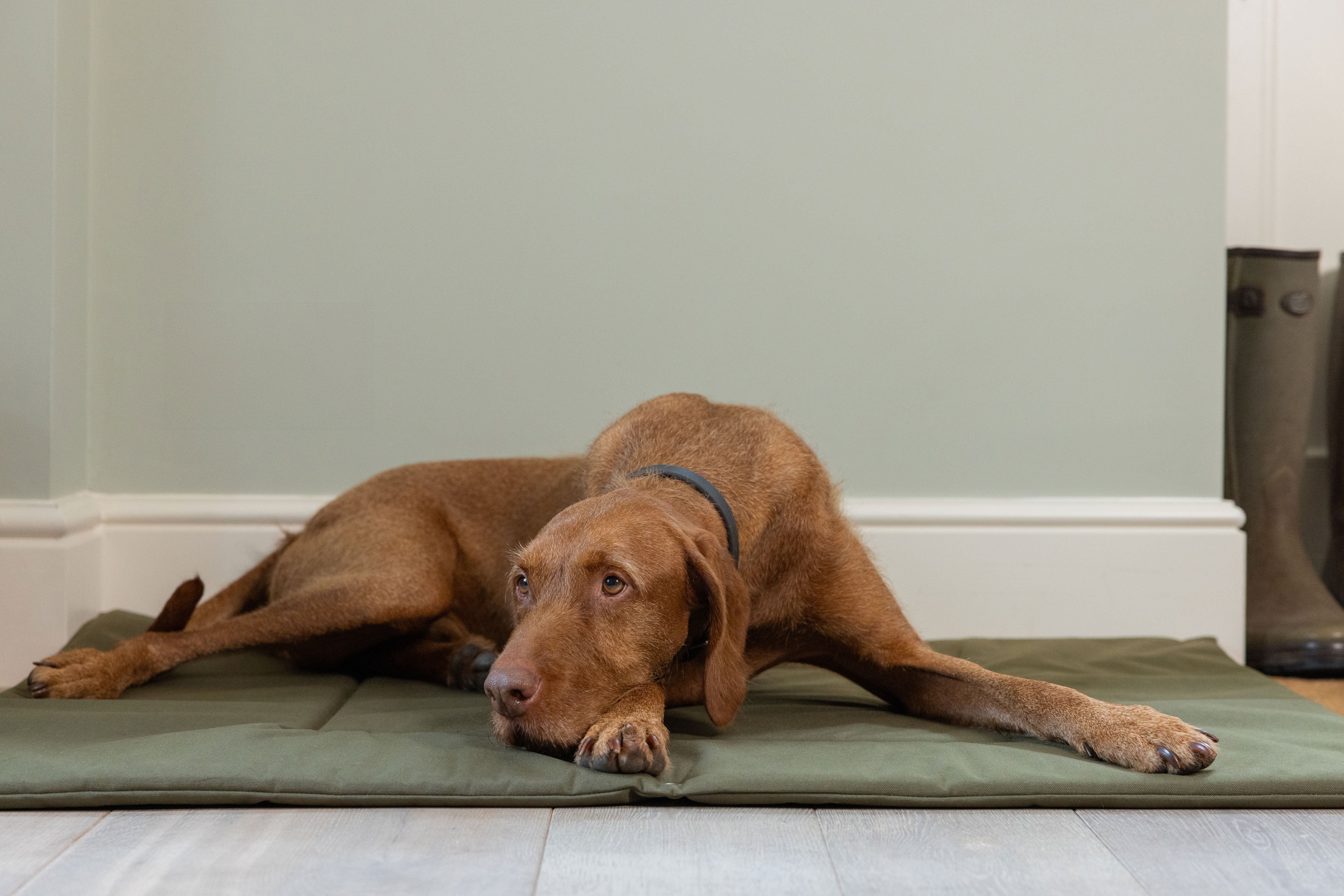 Working Dog Roll Mat