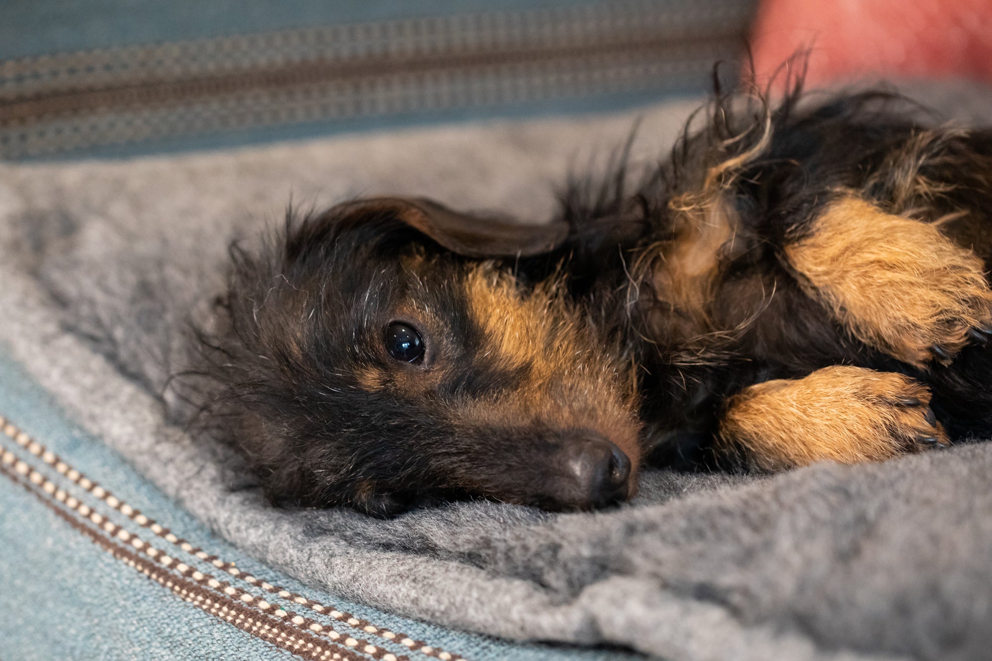 Slate Grey Bespoke Dog Roll Mat