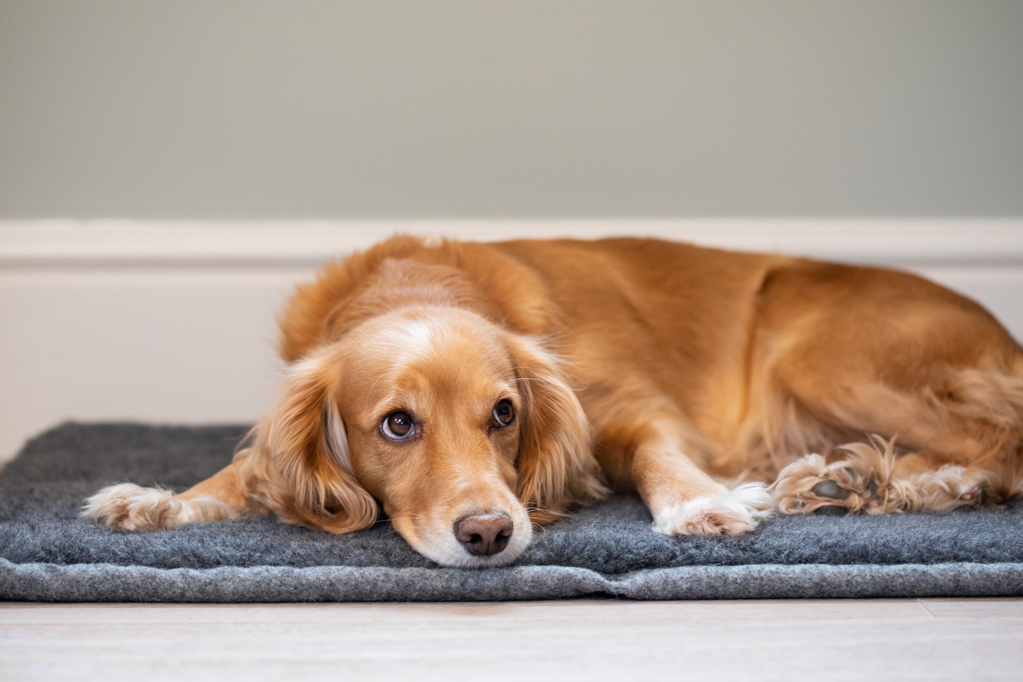 Slate Grey Bespoke Dog Roll Mat