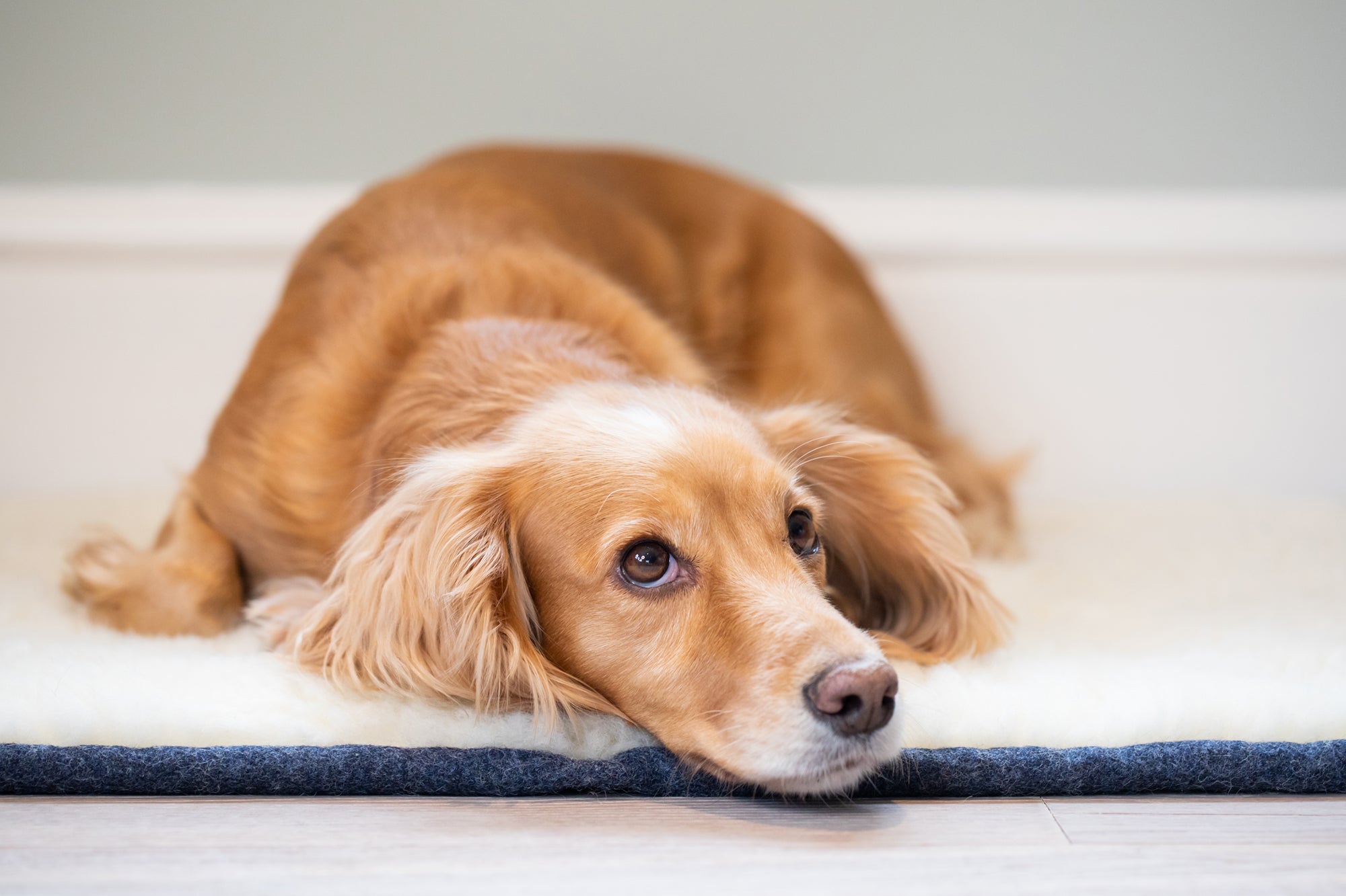 Cobalt Blue Bespoke Dog Roll Mat