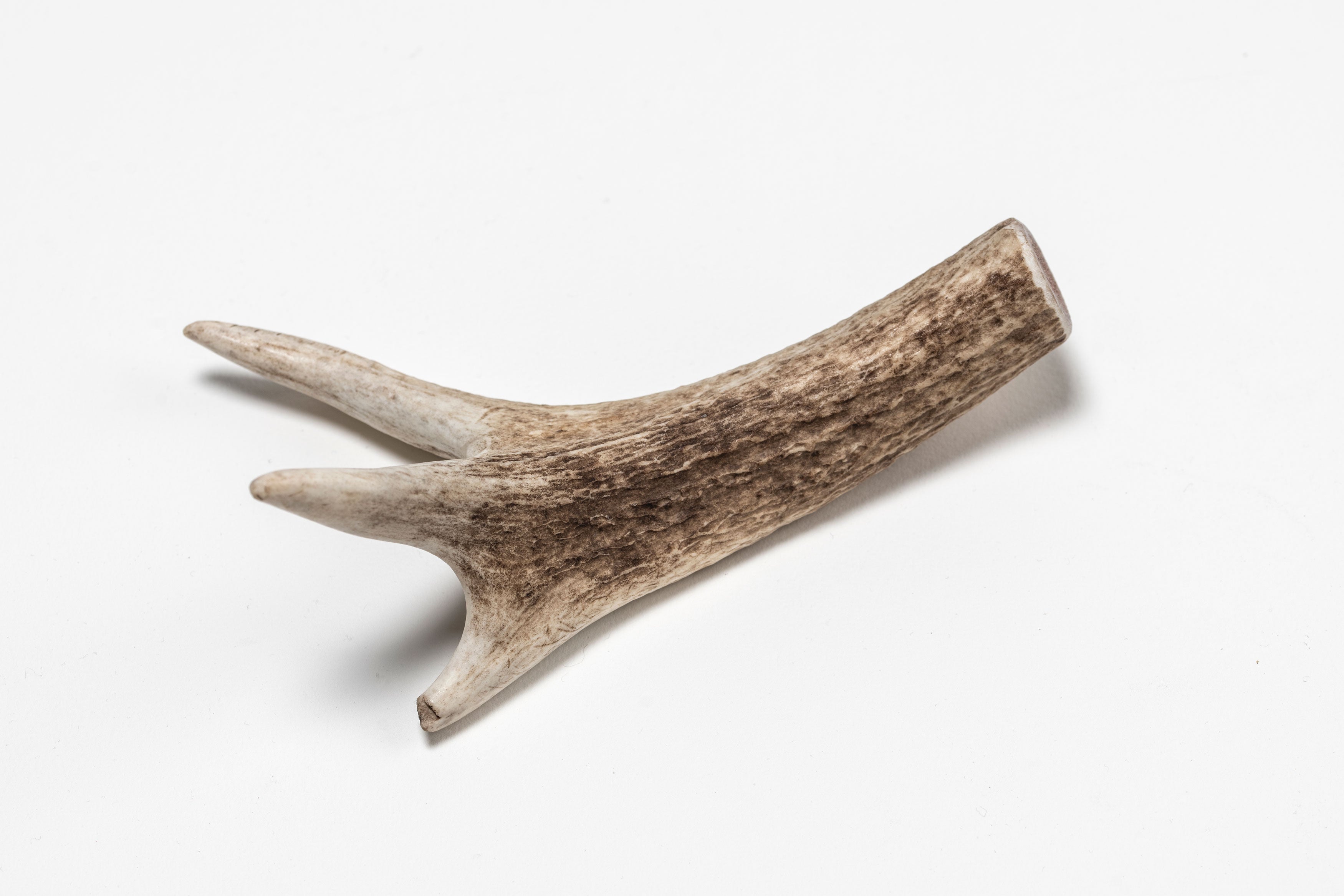 British Red Deer Antler Chew