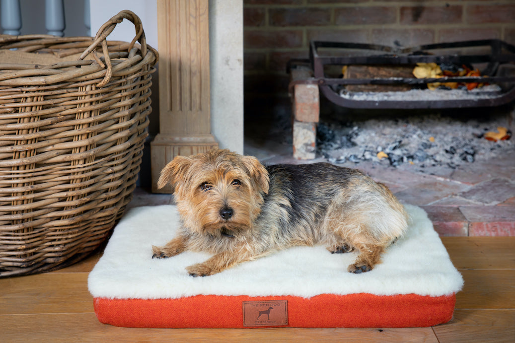 Fire Orange Dog Mat