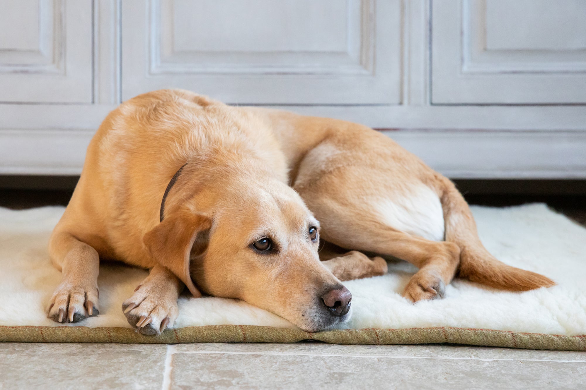 Tweed Dog Roll Mat