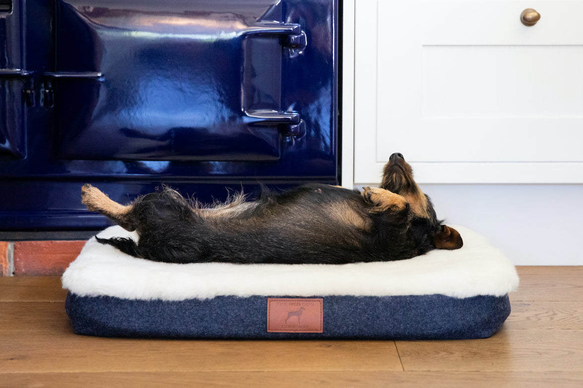 Cobalt Blue Dog Mat