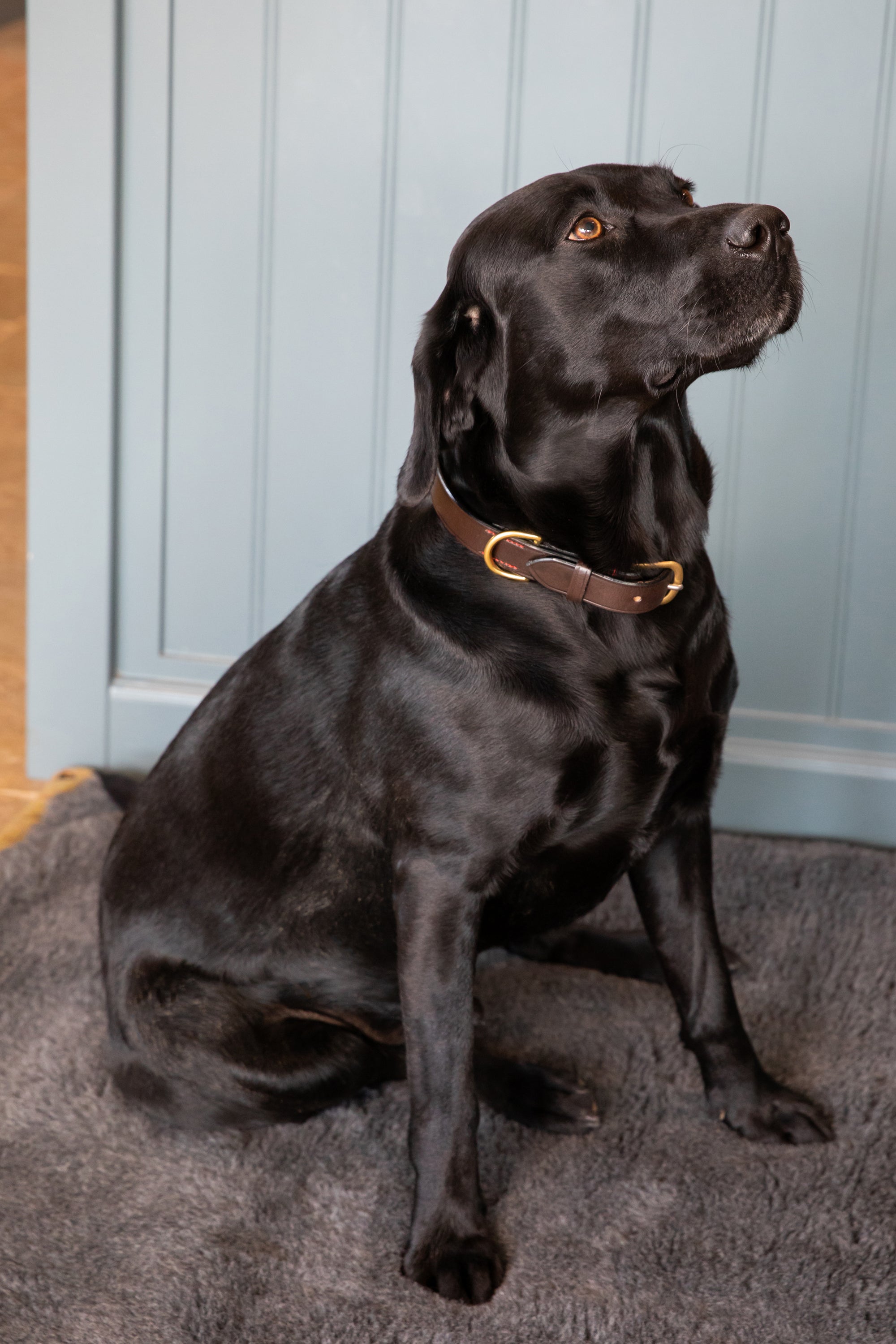 Dark Brown Stirrup Leather Dog Collar