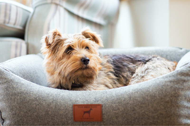 Slate Grey Classic Dog Bed