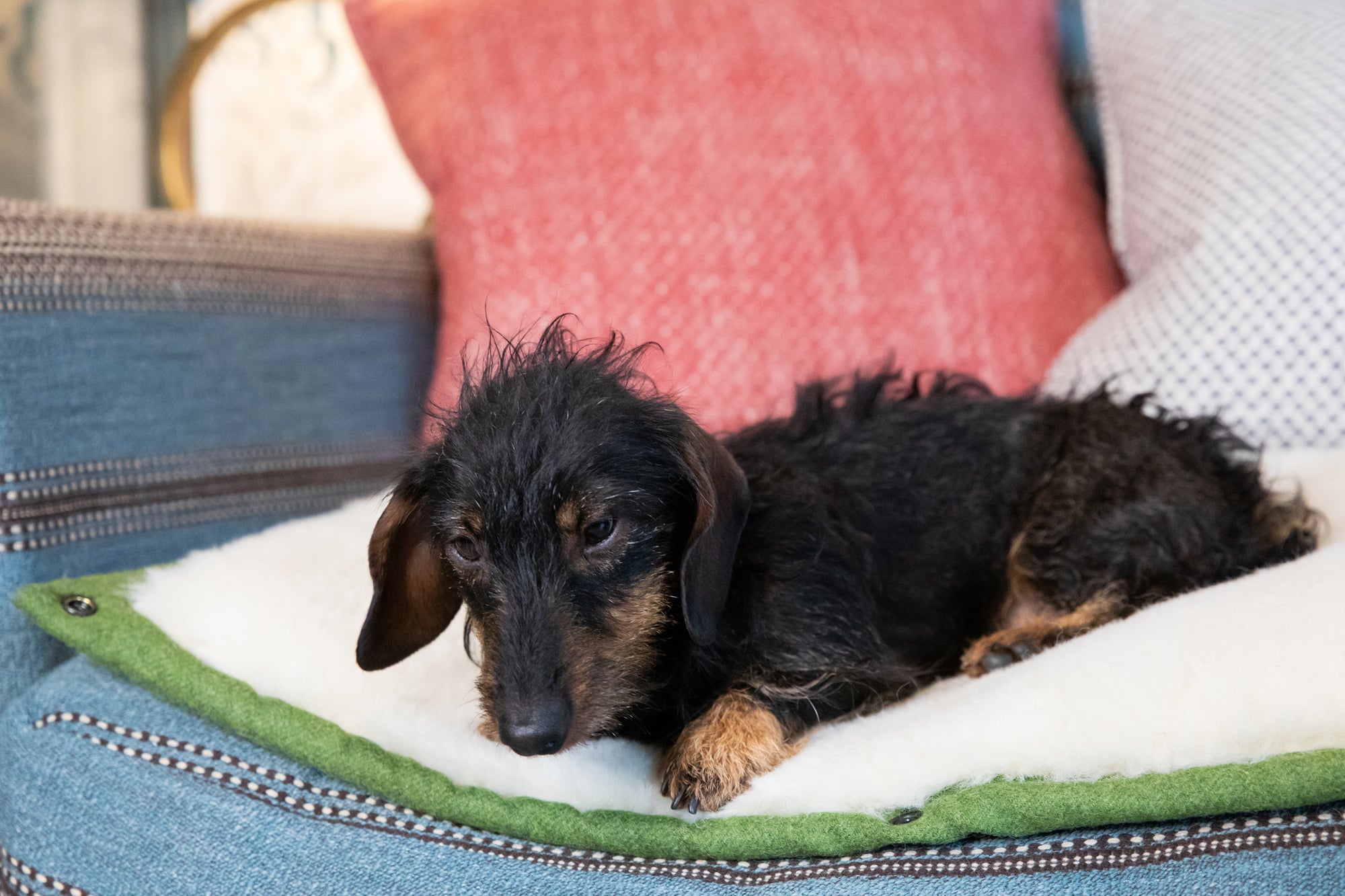 Apple Green Dog Roll Mat
