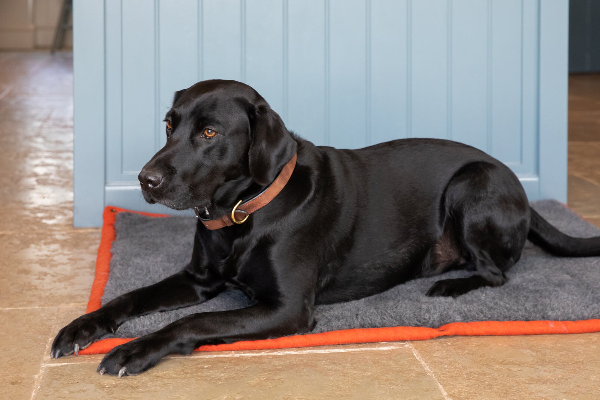 Fire Orange Dog Roll Mat