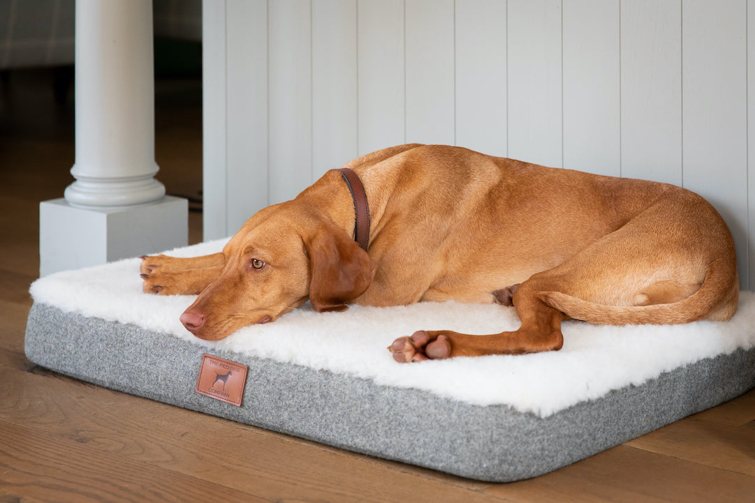 Slate Grey Dog Mat