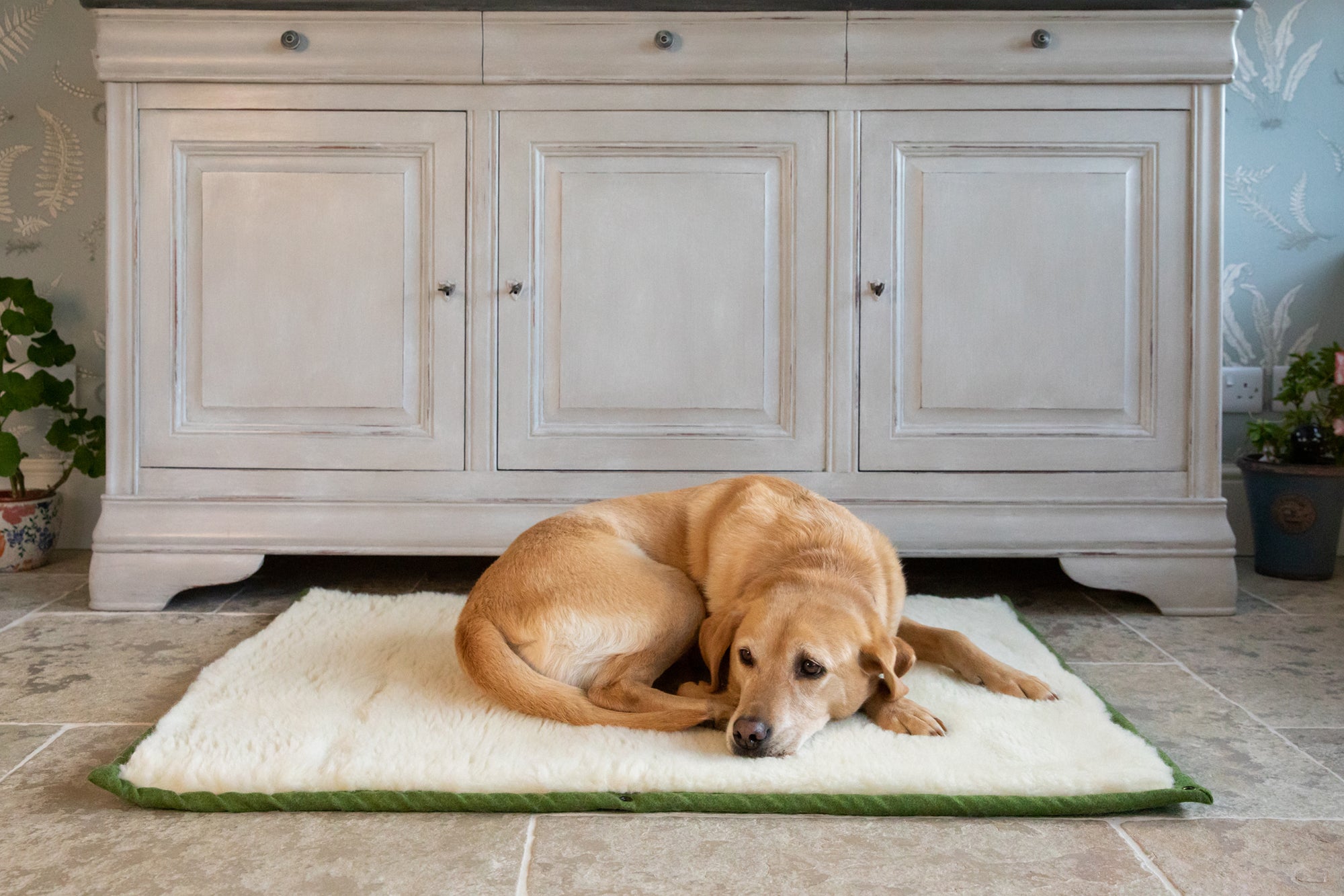 Apple Green Dog Roll Mat