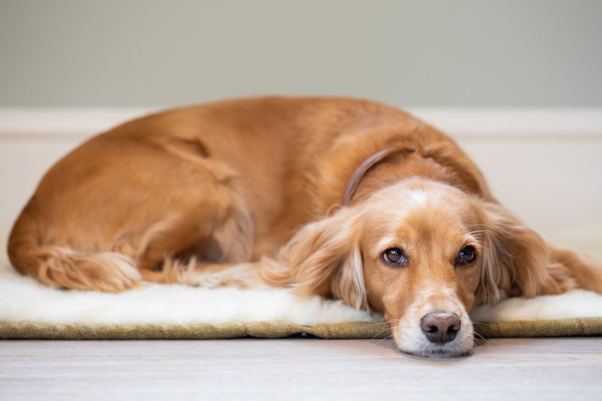 Tweed Dog Roll Mat