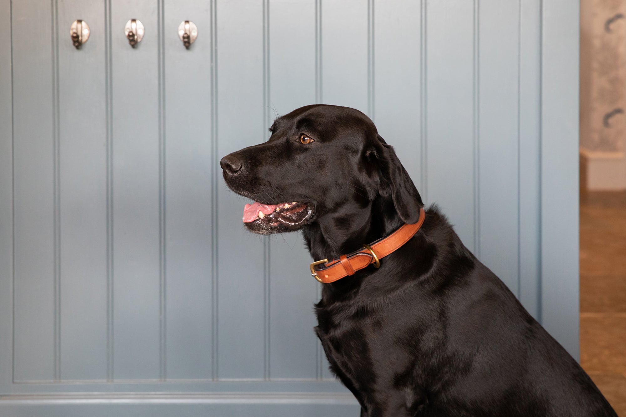 Tan Rein Back Leather Dog Collar