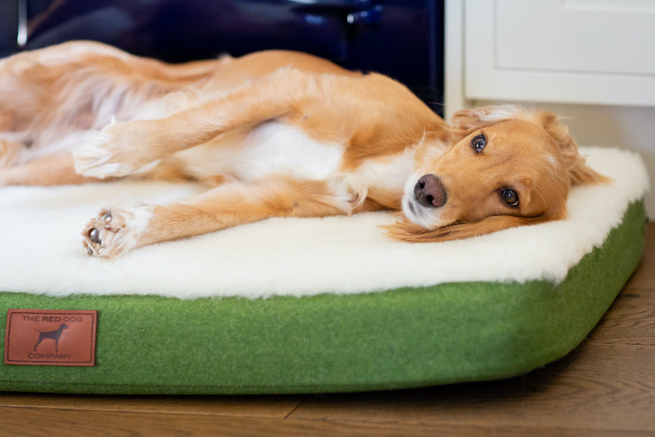 Apple Green Dog Mat