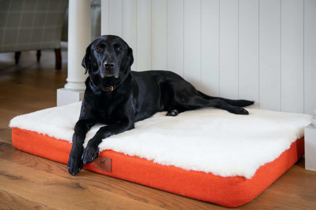 Fire Orange Dog Mat