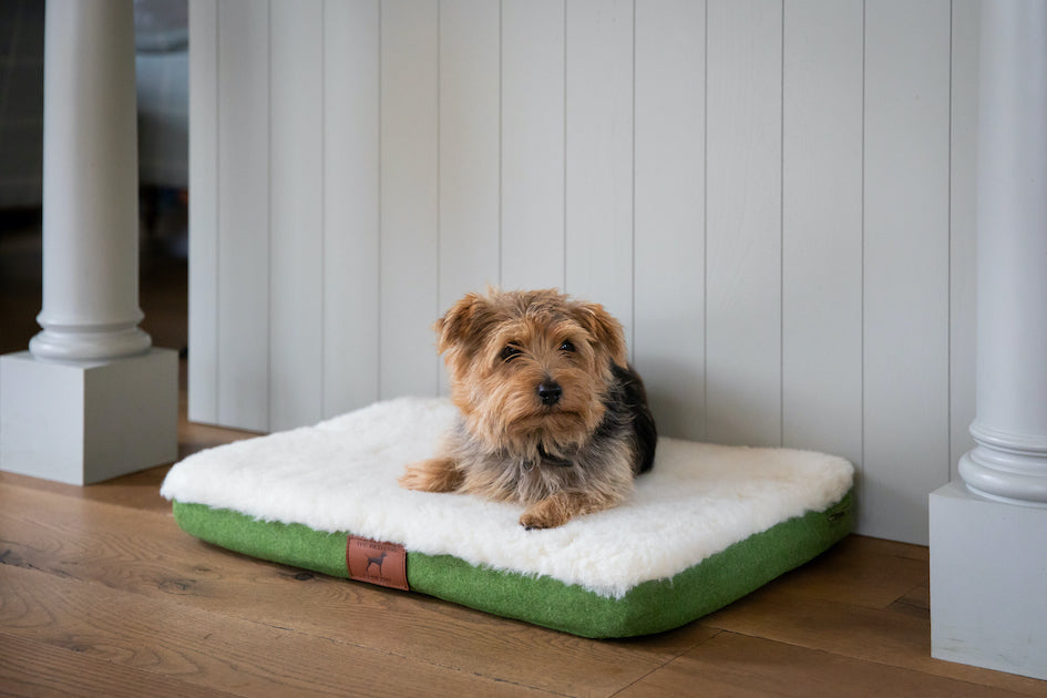 Apple Green Dog Mat