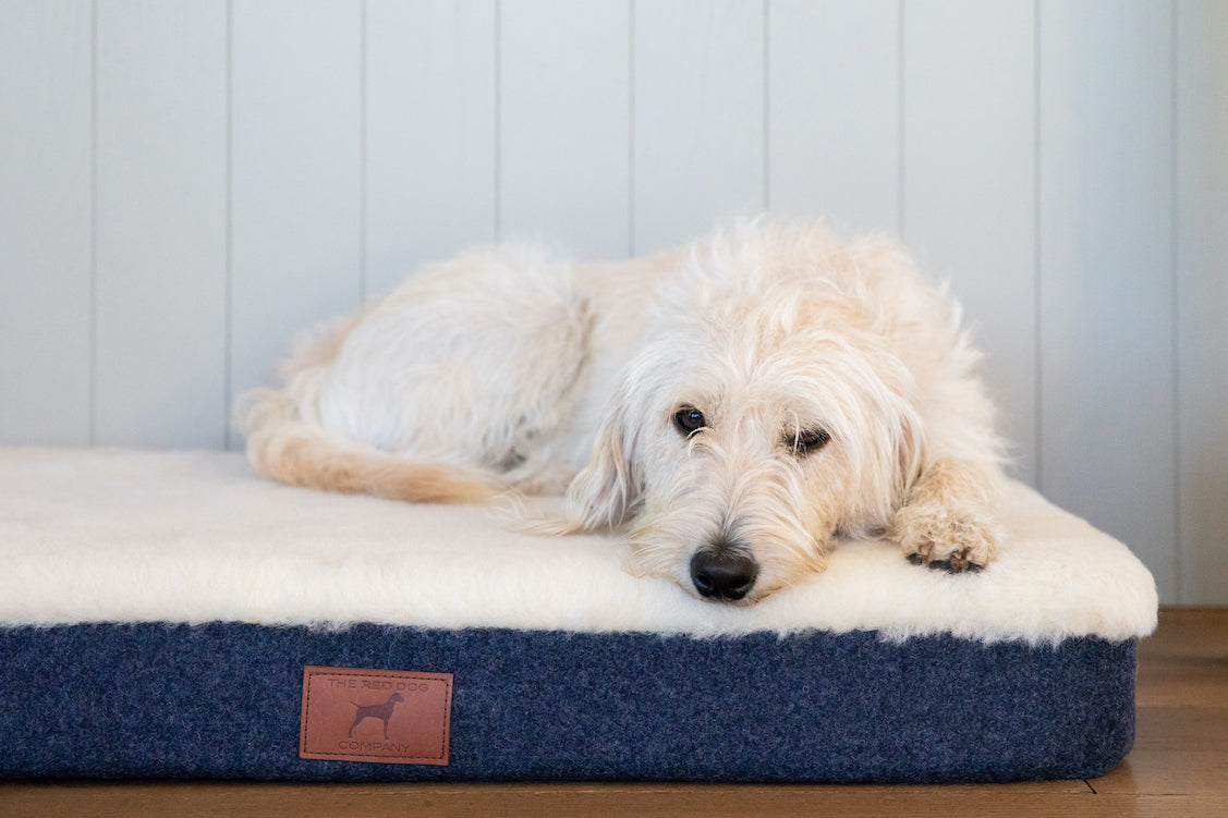 Cobalt Blue Dog Mat