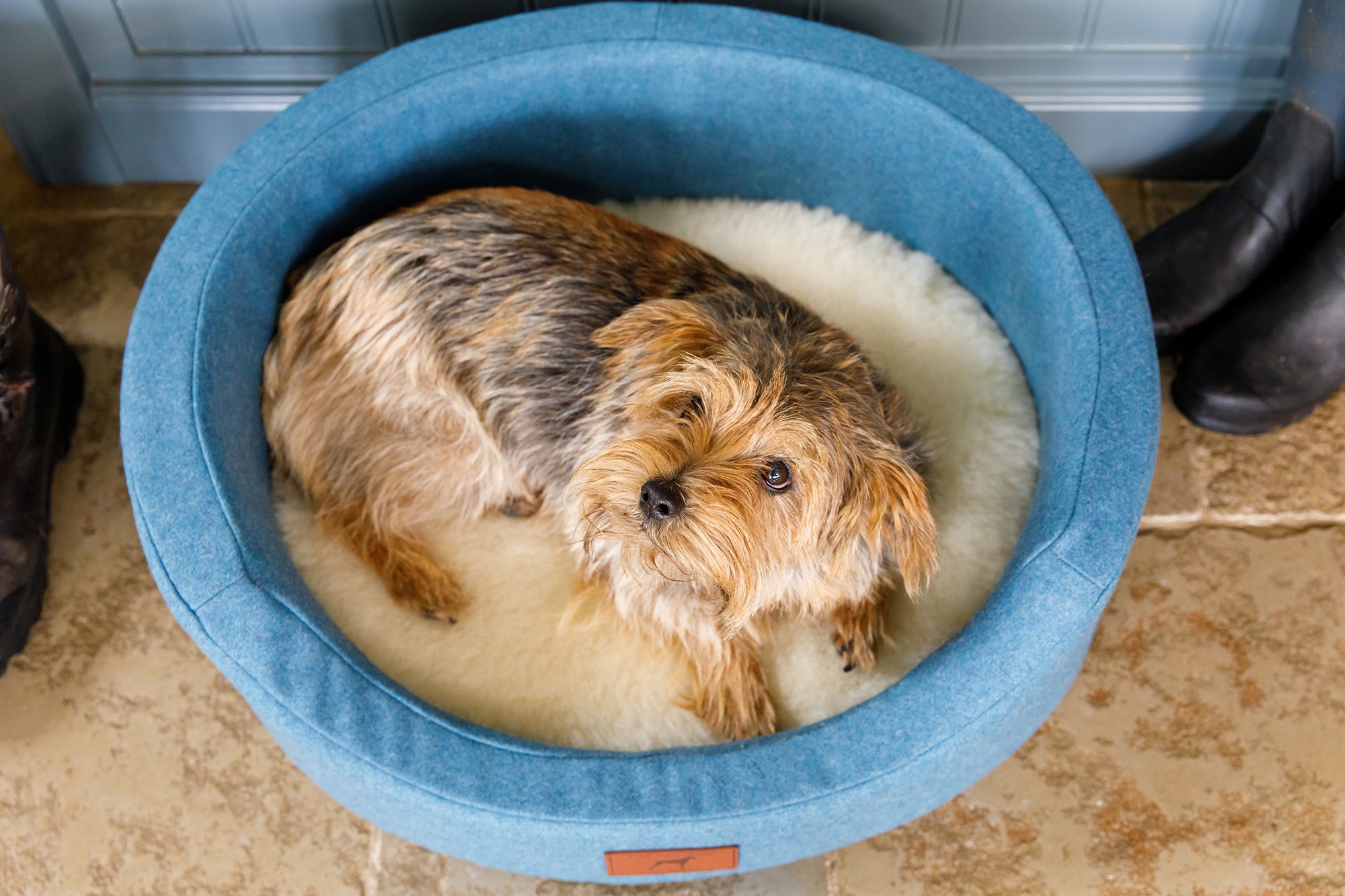 Cerulean Blue Oval Dog Bed