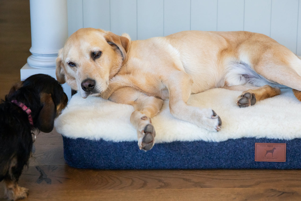 Cobalt Blue Dog Mat