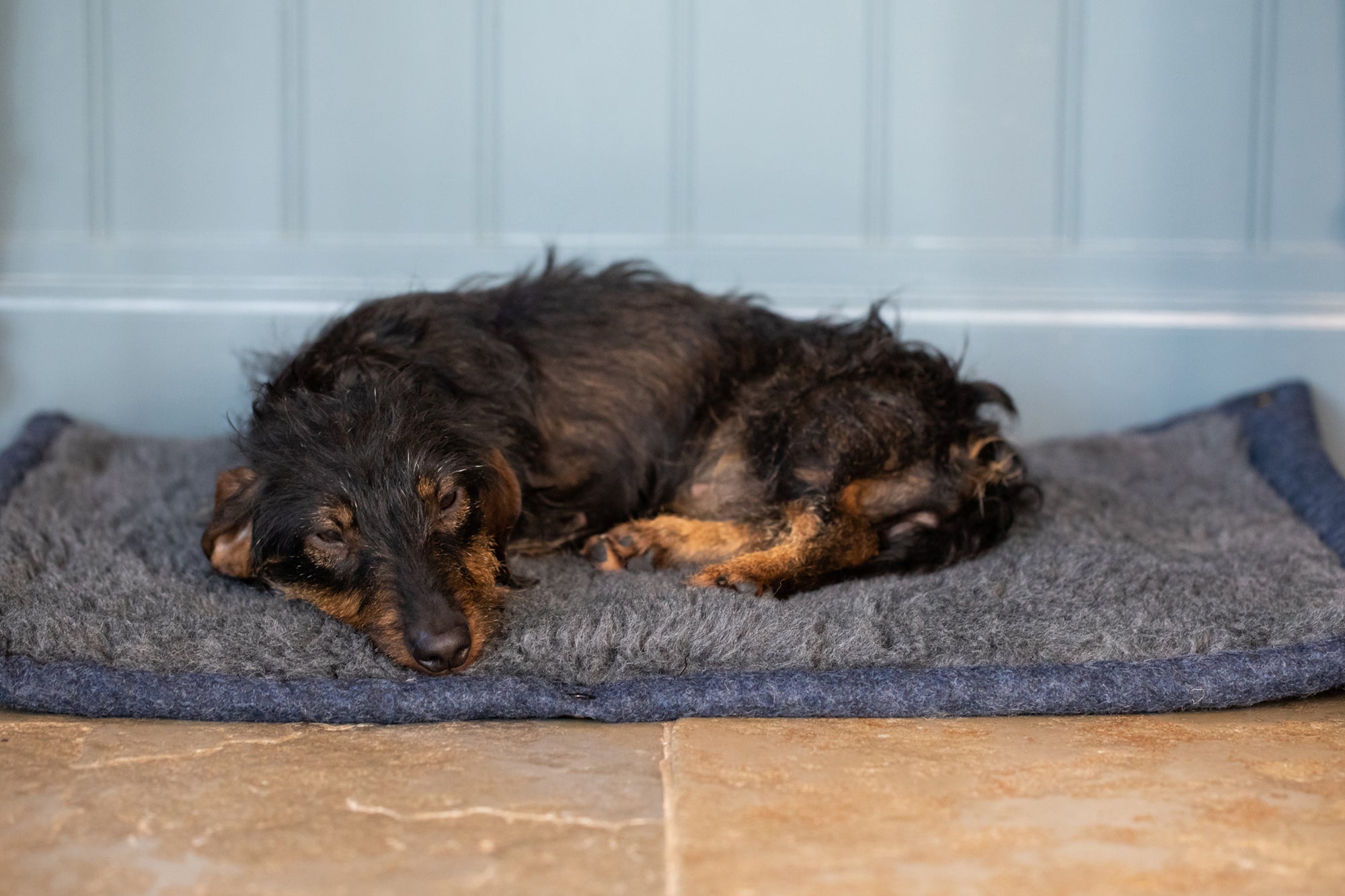 Cobalt Blue Dog Roll Mat