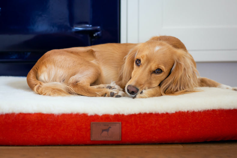 Fire Orange Dog Mat