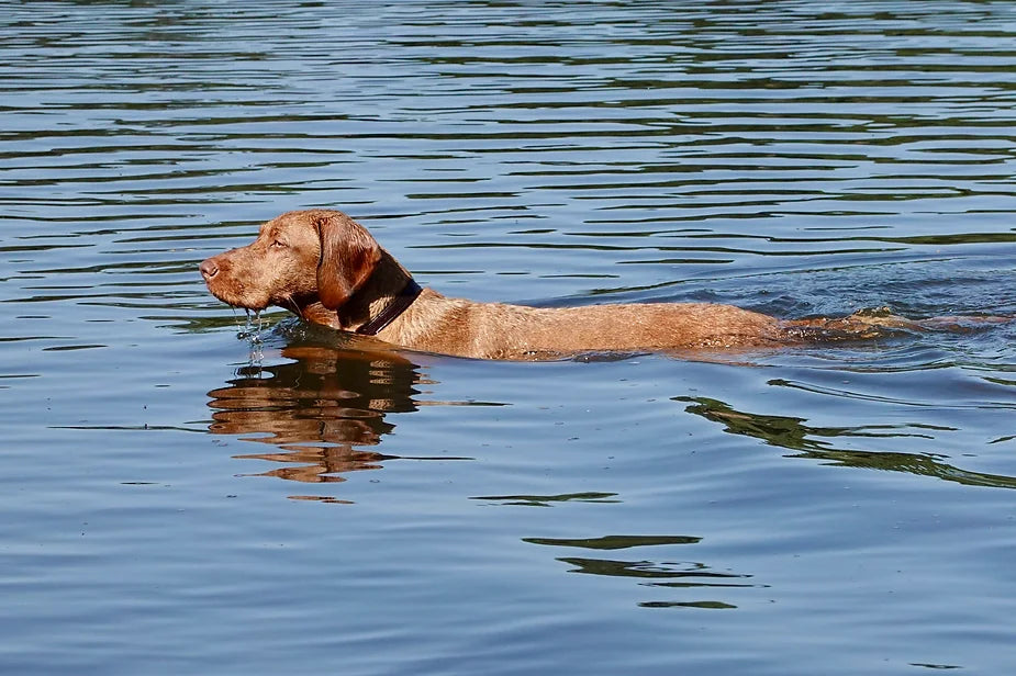Yogi (The Wirehaired Vizsla) at 9 months
