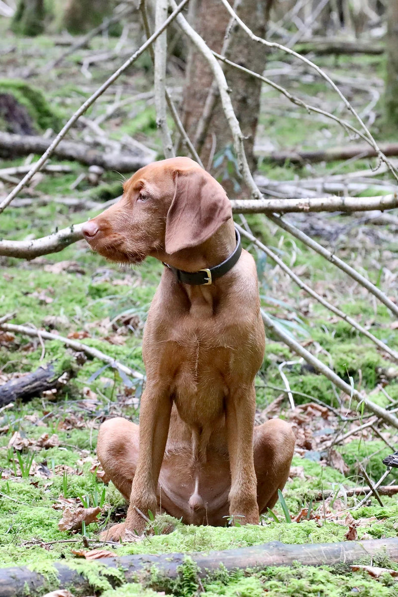 Loroka wirehaired vizsla shop