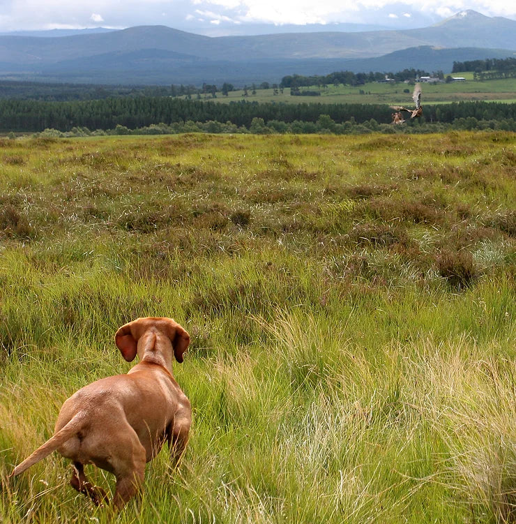 Not long now until the Spring grouse counts