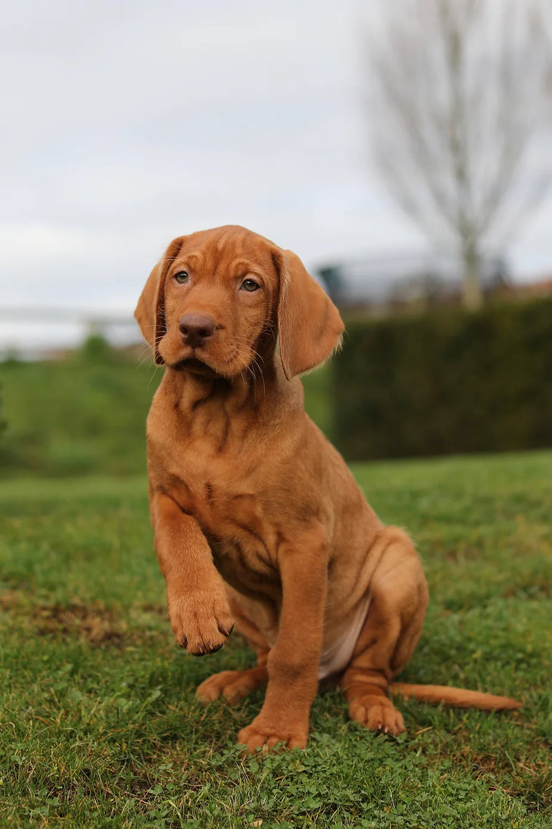 Wirehaired vizsla new arrivals