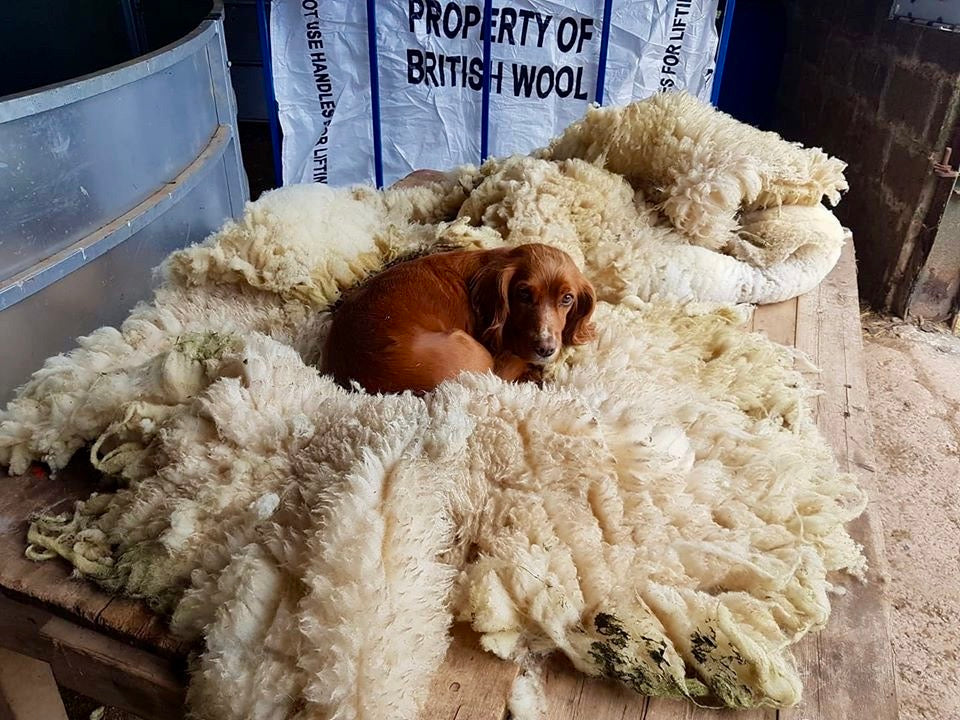 Unbeatable Sheep Wool Dog Bed