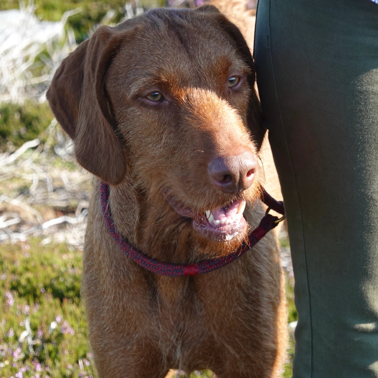 Yogi (The Wirehaired Vizsla) is 2 years old
