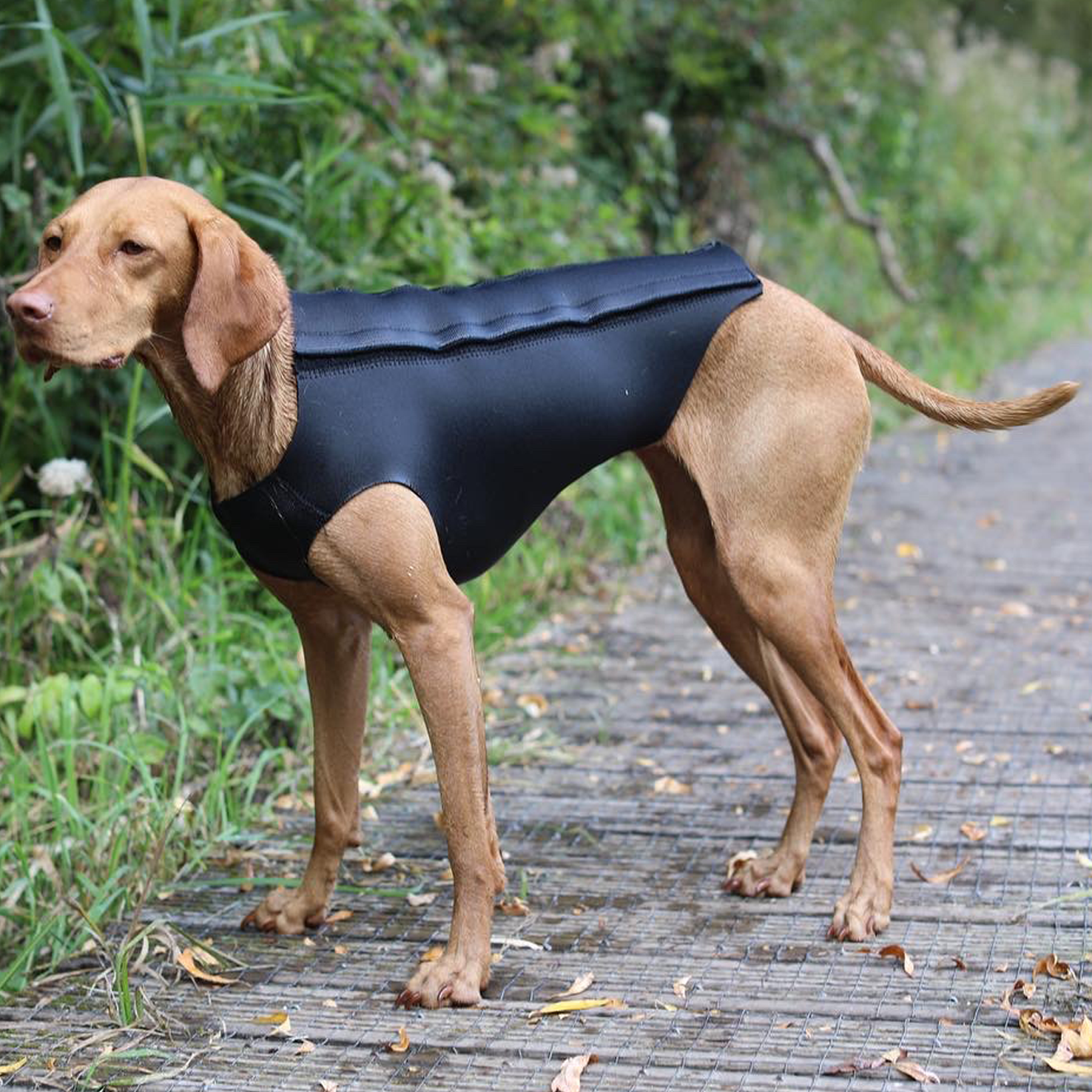 Active Dog Coat