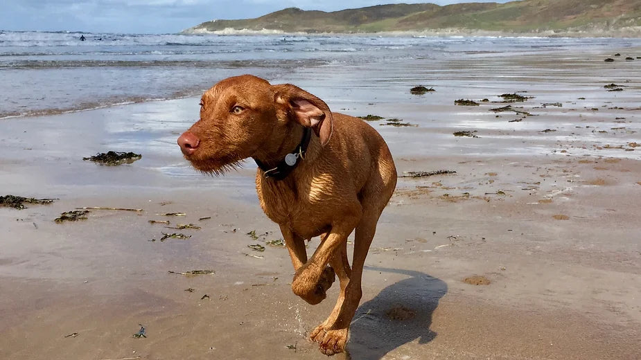 Yogi (The Wirehaired Vizsla) at 6 months old