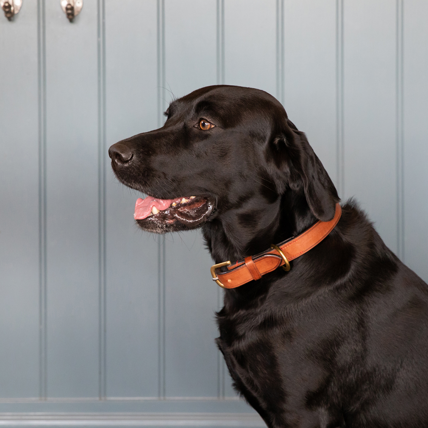 How to measure up for a dog collar, and a little bit about our Bridle Leather Collars